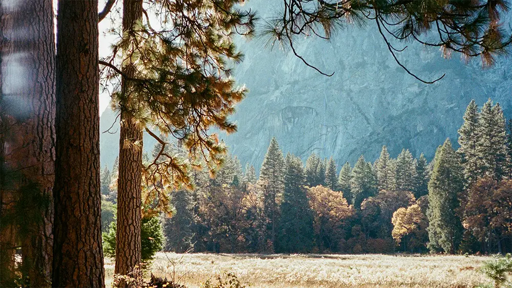 Awesome scenery, a mountain in the background with trees and a field in the foreground.